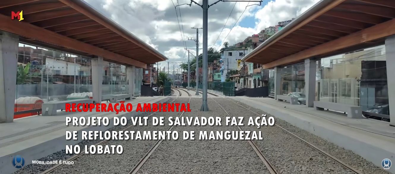 VLT promove ação de reflorestamento de manguezal no Lobato